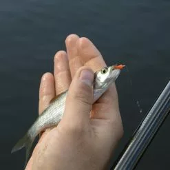 Cresta Spaghetti Worms 9 Cresta Spaghetti Worms -Aanbiedingen Slip voorop molens Winkel 3953085Cresta Spaghetti Worms 4